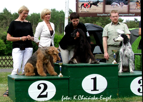 airedale-terrier137