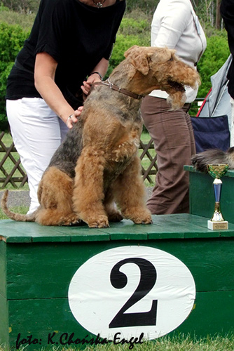 airedale-terrier138