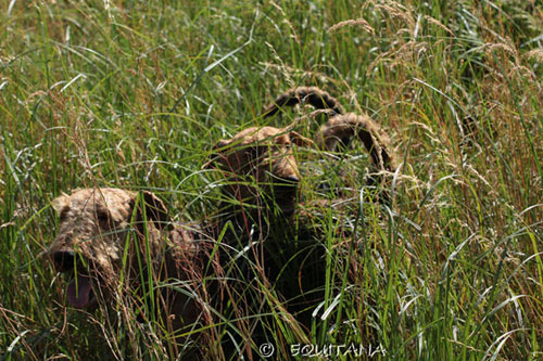 airedale-terrier14