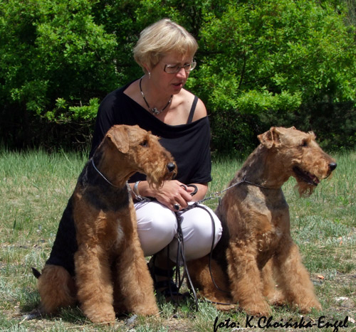 airedale-terrier140