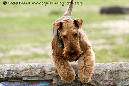 airedale-terrier141