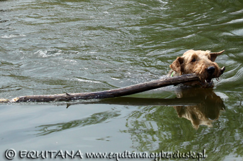 airedale-terrier142