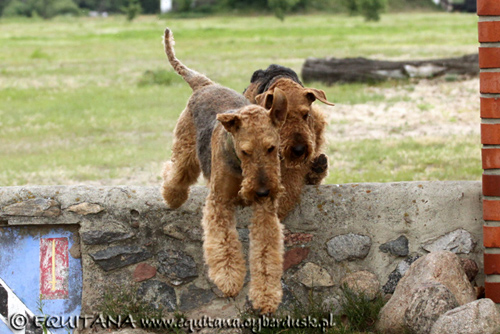 airedale-terrier144