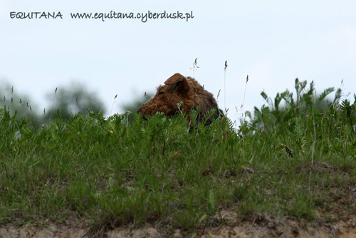 airedale-terrier145