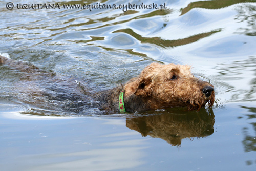 airedale-terrier146