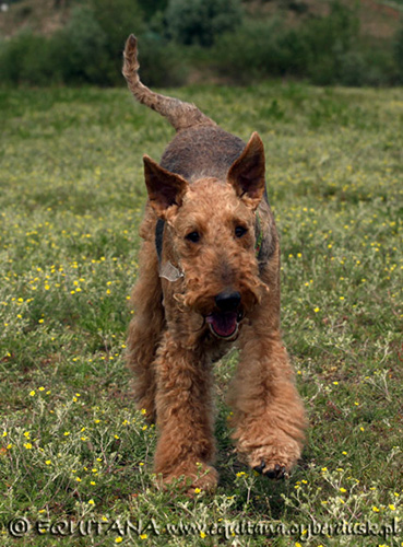 airedale-terrier147