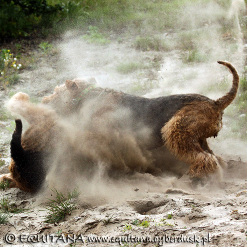 airedale-terrier148