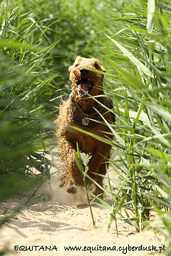 airedale-terrier149