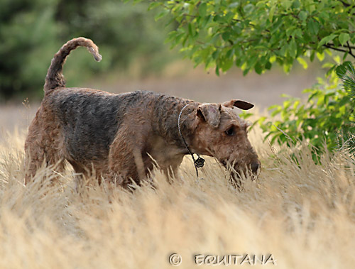 airedale-terrier15