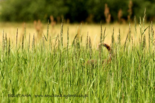 airedale-terrier150