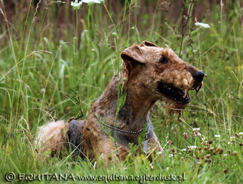 airedale-terrier152