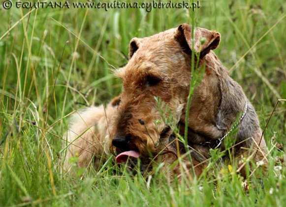 airedale-terrier153