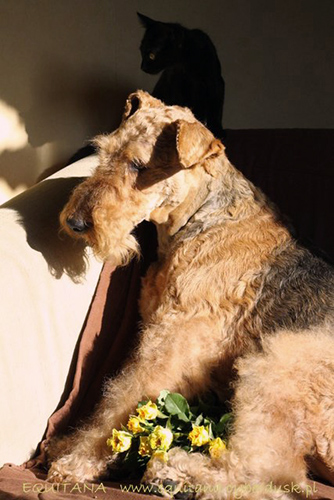 airedale-terrier155