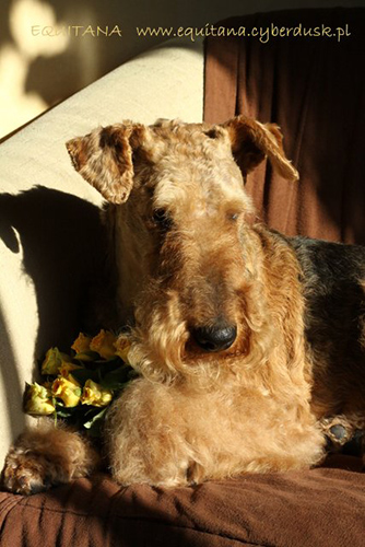 airedale-terrier157