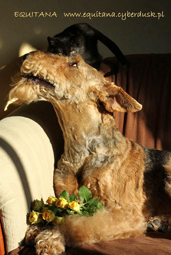 airedale-terrier159