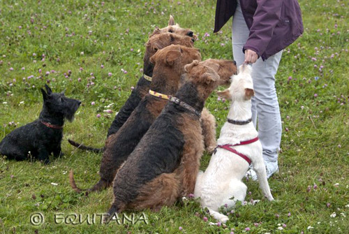 airedale-terrier160