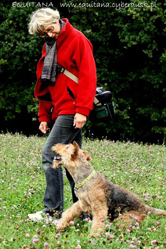 airedale-terrier161