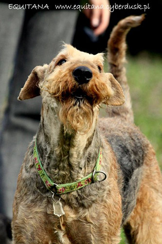 airedale-terrier162