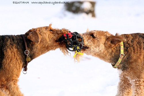 airedale-terrier165