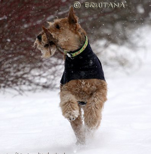 airedale-terrier166