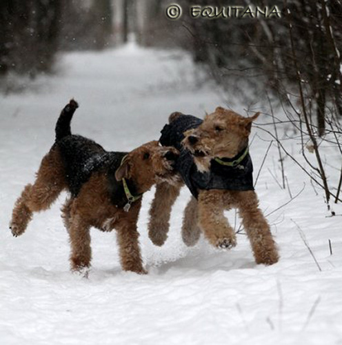 airedale-terrier167