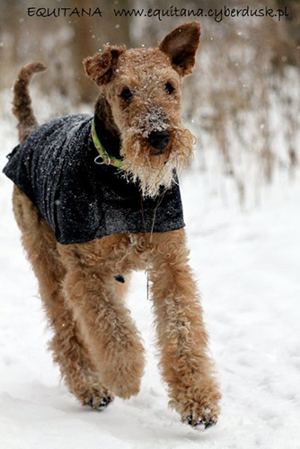 airedale-terrier168