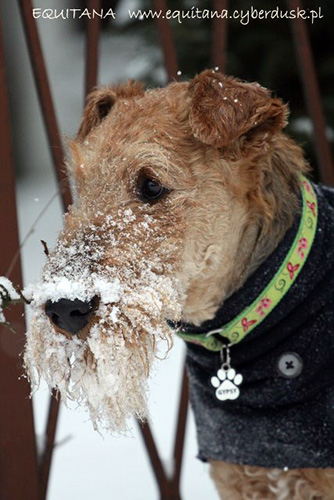 airedale-terrier169