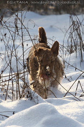 airedale-terrier170