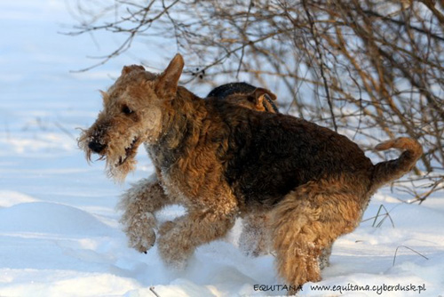 airedale-terrier171