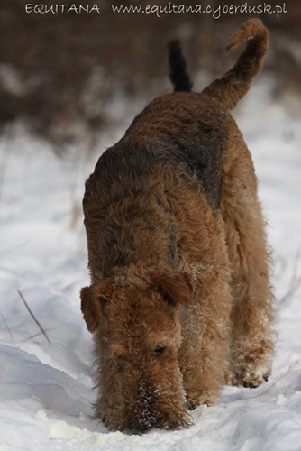 airedale-terrier172