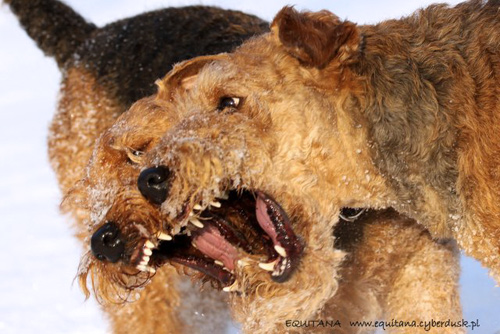 airedale-terrier173