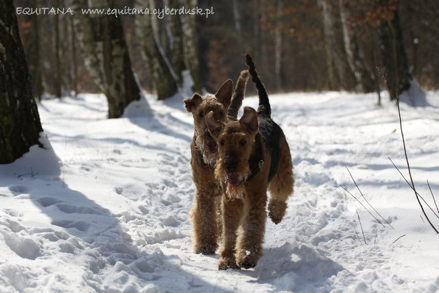 airedale-terrier174