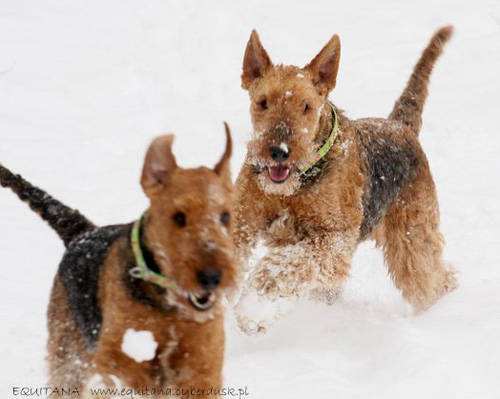 airedale-terrier177