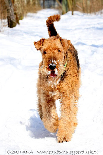 airedale-terrier178