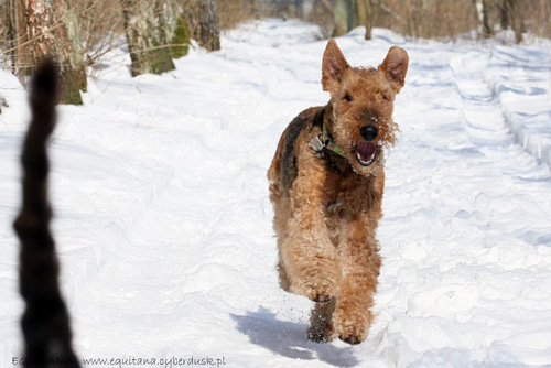 airedale-terrier179