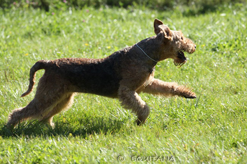 airedale-terrier18