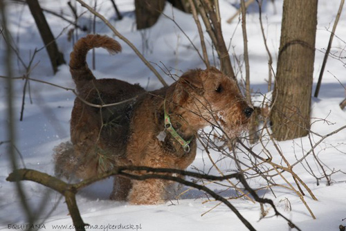 airedale-terrier180