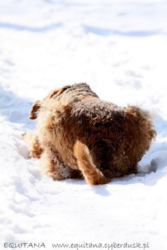 airedale-terrier181