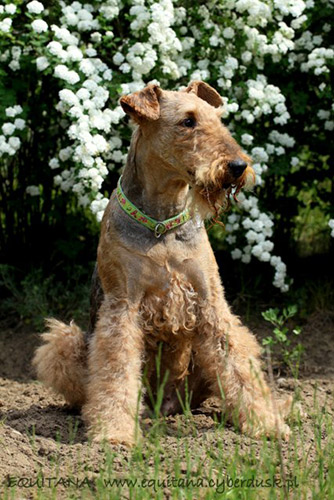 airedale-terrier183