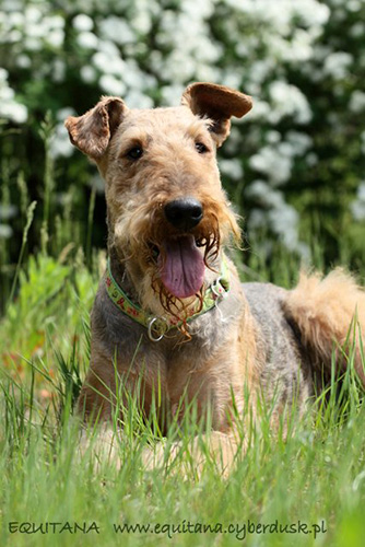 airedale-terrier184