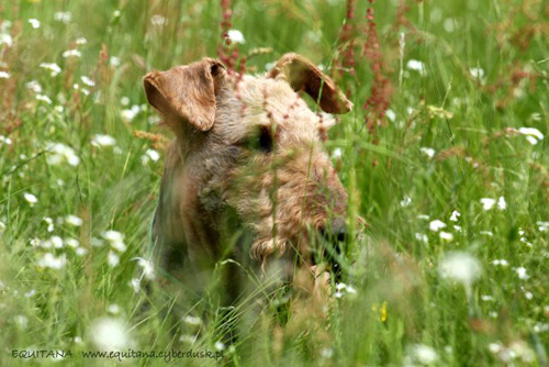 airedale-terrier185