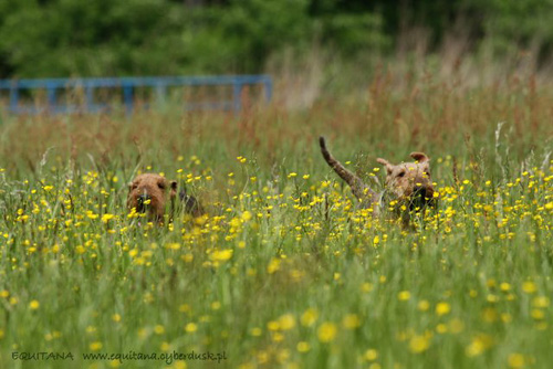 airedale-terrier186