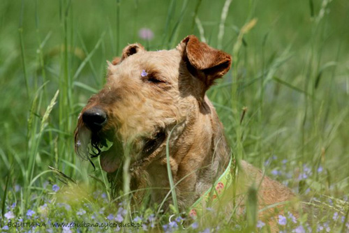 airedale-terrier187