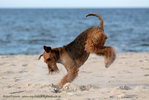 airedale-terrier190