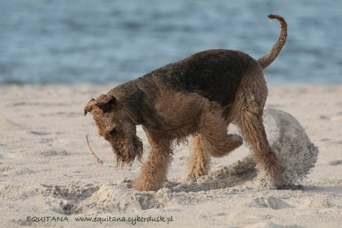 airedale-terrier191