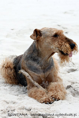 airedale-terrier194