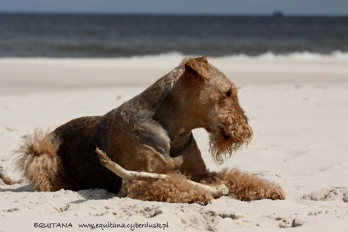 airedale-terrier195