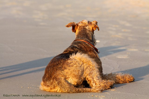 airedale-terrier196