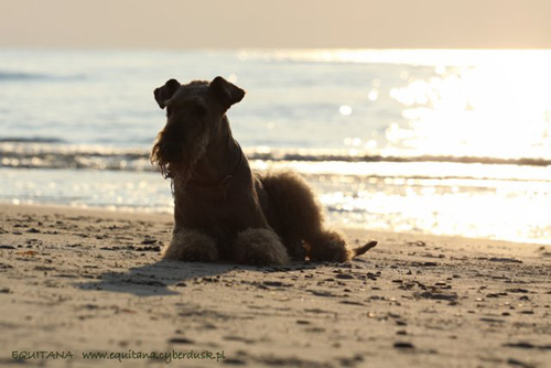 airedale-terrier198