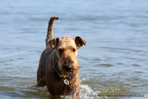 airedale-terrier199